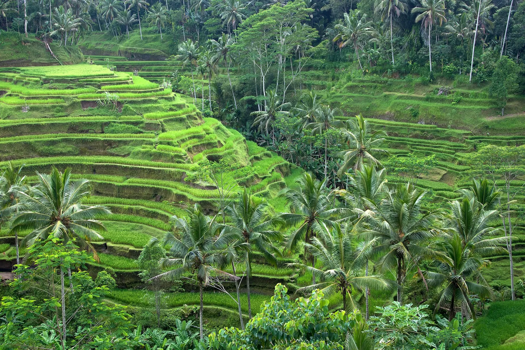 Ubud, Indonesia